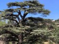  العرب اليوم - شجرة أسترالية سامة تنتج مركباً مضاداً للسرطان