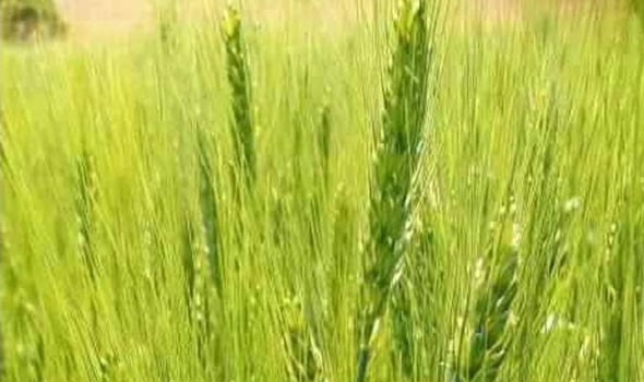 العراق يُخطط لزيادة إنتاجه من القمح 60 بالمئة هذا العام