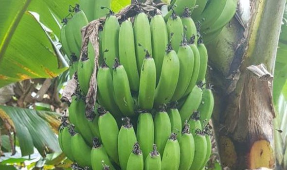 تناول الموز غير الناضج يُساعد في الوقاية من السرطان