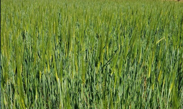  العرب اليوم - إنتاج القمح في الصين ينخفض 0.9% بسبب أضرار ناجمة عن الأمطار