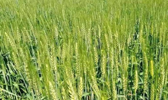  العرب اليوم - العراق يُتَوَقَّع إنتاج 3 ملايين طن من القمح خلال الموسم الحالي نتيجة تخفيض الخطة الزراعية