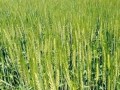  العرب اليوم - العراق يُتَوَقَّع إنتاج 3 ملايين طن من القمح خلال الموسم الحالي نتيجة تخفيض الخطة الزراعية