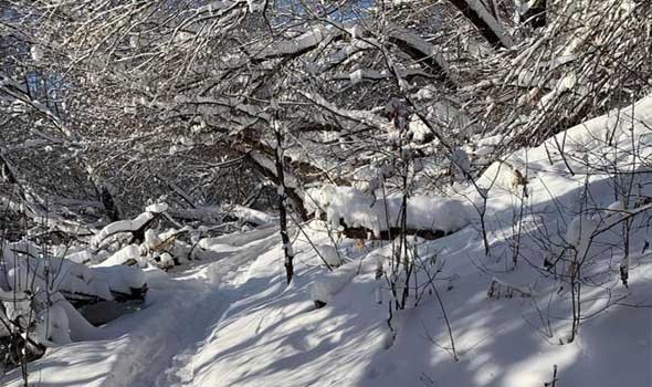  العرب اليوم - إصابة أكثر من 100 شخص فى اليابان بسبب تساقط الثلوج بكثافة