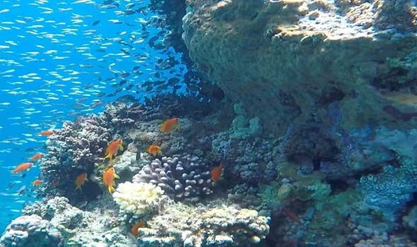  العرب اليوم - أكبر شعاب مرجانية في العالم يتم اكتشافها على شكل وردة قبالة سواحل تاهيتي