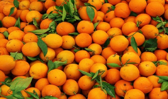 شرب كأس من البرتقال يوميا مع وجبات الطعام يُقلل من خطر الإصابة بمرض النقرس