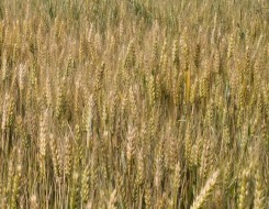  العرب اليوم - إنتاج القمح الأوكراني يتراجع وتقليص لمساحات الزراعة