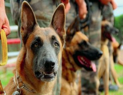  العرب اليوم - خطر الكلاب الضالة يُثير جدلًا في الأردن بعد زيادة الهجمات