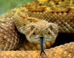  العرب اليوم - اكتشاف نوع جديد من الثعابين في تايلاند