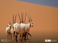  العرب اليوم - "عروق بني معارض" أول موقع للتراث الطبيعي في السعودية على قائمة اليونسكو