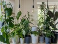  العرب اليوم - نصائح لتزيين المنزل بالنباتات الصناعية