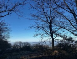  العرب اليوم - أشجار السلم ثروة طبيعية تعزز التوازن البيئي في جازان