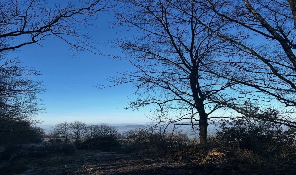  العرب اليوم - أشجار السلم ثروة طبيعية تعزز التوازن البيئي في جازان