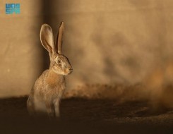  العرب اليوم - محمية الأمير محمد بن سلمان تعيد توطين الأرنب العربي ضمن برنامج إعادة الحياة الفطرية