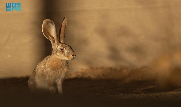  العرب اليوم - محمية الأمير محمد بن سلمان تعيد توطين الأرنب العربي ضمن برنامج إعادة الحياة الفطرية