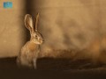  العرب اليوم - محمية الأمير محمد بن سلمان تعيد توطين الأرنب العربي ضمن برنامج إعادة الحياة الفطرية