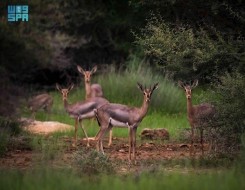  العرب اليوم - محمية جزر فرسان السعودية تنضم إلى القائمة الخضراء عالمياً