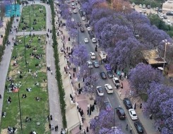  العرب اليوم - أبها تتألق باللون البنفسجي في موسم الجاكرندا وتعزّز مكانتها كوجهة سياحية طبيعية