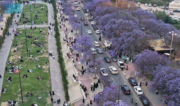  العرب اليوم - أبها تتألق باللون البنفسجي في موسم الجاكرندا وتعزّز مكانتها كوجهة سياحية طبيعية